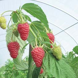 Raspberry ‘autumn Treasure’ (autumn Fruiting) – 6 Long Raspberry Canes ...