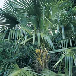 Trachycarpus Fortunei – Exotic Seed Collection – 1 Packet (10 Seeds ...