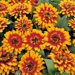 Zinnia Elegans ‘swizzle Scarlet & Yellow’ – 1 Packet (10 Seeds) | Snapstorm